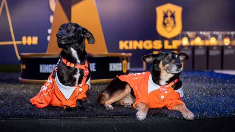 GoldeN Promove Adoção de Animais na Final da Kings League Brasil e Realiza Doação de Alimentos