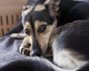 Estudo Revela Que Mais de 84% dos Cães Apresentam Sinais de Ansiedade