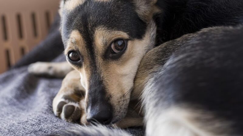 Estudo Revela Que Mais de 84% dos Cães Apresentam Sinais de Ansiedade