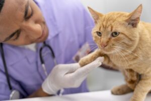 Novas Diretrizes da AAHA Transformam o Tratamento de Diabetes em Gatos