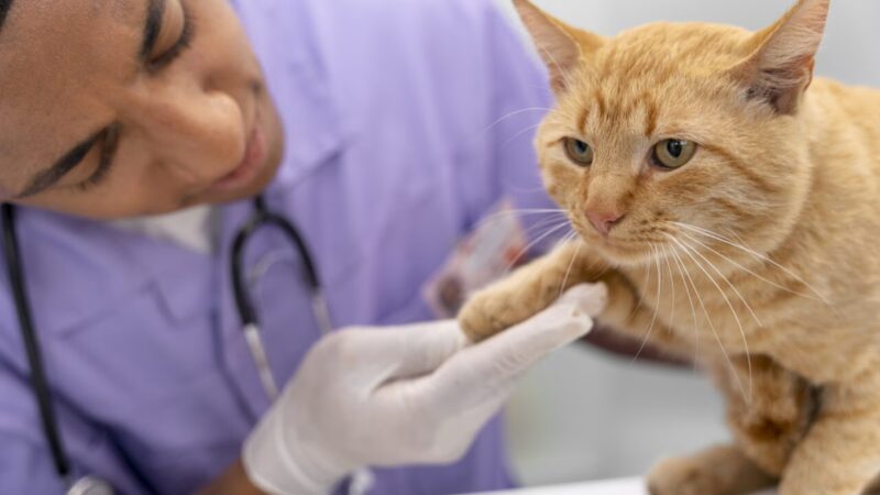 Novas Diretrizes da AAHA Transformam o Tratamento de Diabetes em Gatos