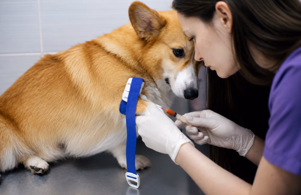 A Importância do Ensaio de Proficiência na Avaliação de Exames Veterinários