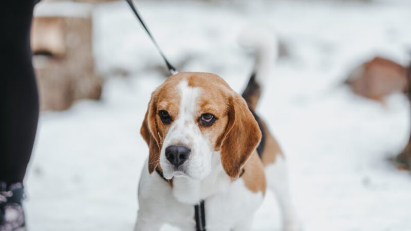 Polônia Inova com Drones Térmicos no Resgate de Animais em Situação de Risco
