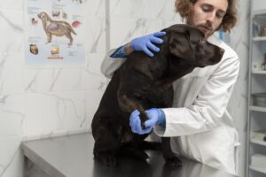 Avanço de Projeto que Permite Porte de Arma para Veterinários na Câmara dos Deputados