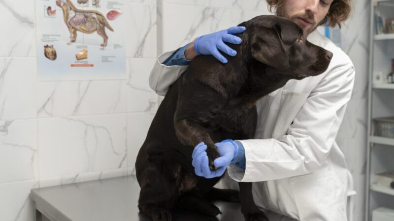 Avanço de Projeto que Permite Porte de Arma para Veterinários na Câmara dos Deputados