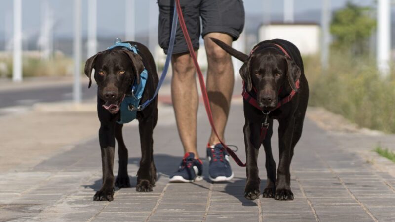 Como Estabelecer uma Rotina Saudável para seu Cão ou Gato