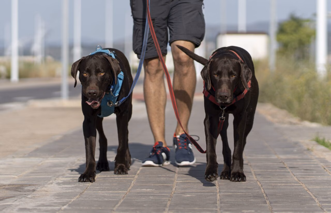 Como Estabelecer uma Rotina Saudável para seu Cão ou Gato