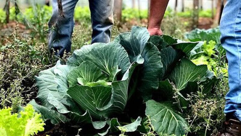 Municípios Podem Manifestar Interesse no Programa de Aquisição de Alimentos para 2026