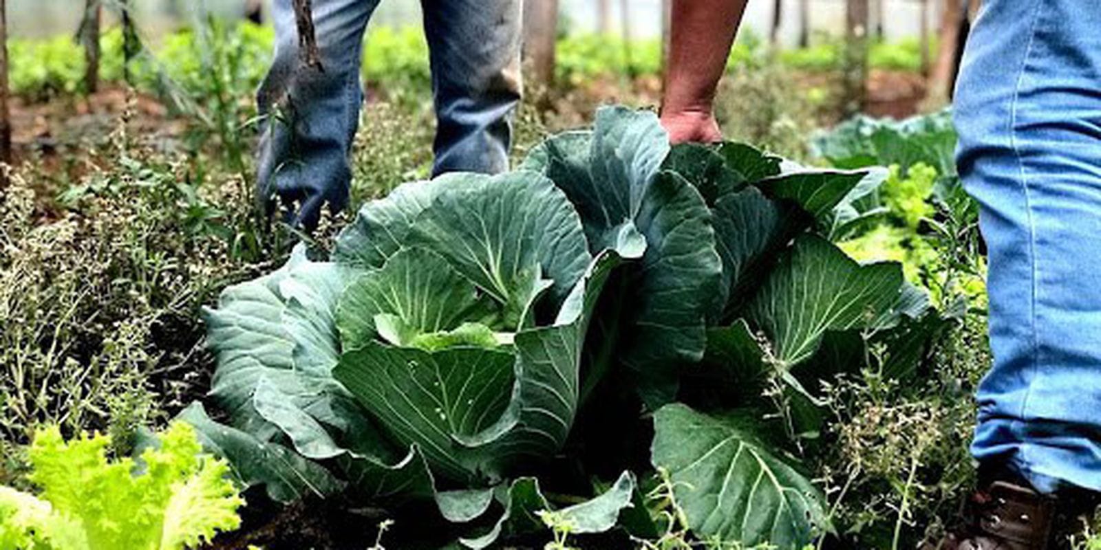 Municípios Podem Manifestar Interesse no Programa de Aquisição de Alimentos para 2026