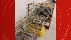 Apreensão de Aves Silvestres em Mazagão: Ação da Polícia Militar no Amapá