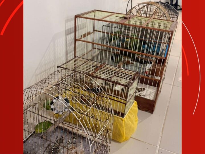 Apreensão de Aves Silvestres em Mazagão: Ação da Polícia Militar no Amapá