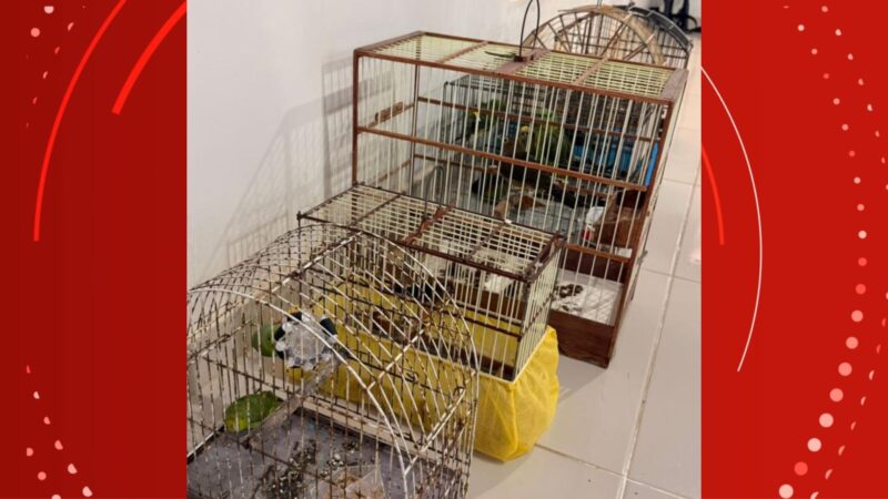 Apreensão de Aves Silvestres em Mazagão: Ação da Polícia Militar no Amapá