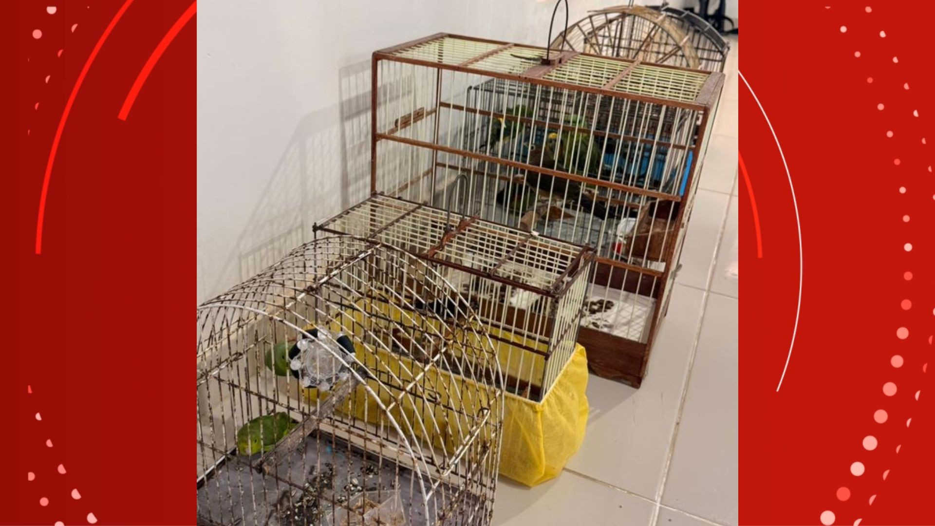 Apreensão de Aves Silvestres em Mazagão: Ação da Polícia Militar no Amapá