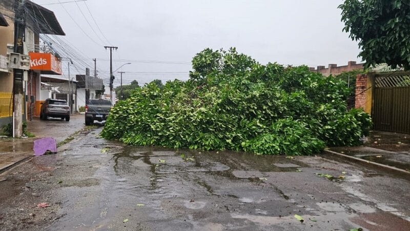 Temporal em Santarém: Queda de Árvore Interdita Rua no Bairro de Fátima