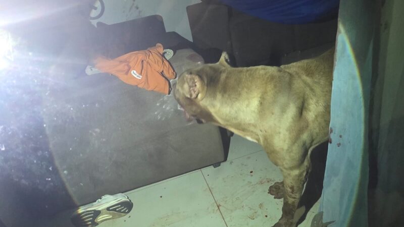 Estado de Saúde de Menino Atacado por Pitbull em Santarém é Estável Após Cirurgia