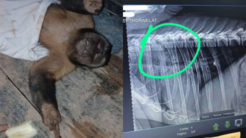 Macaco-Prego Encontra Fim Trágico Após Maus-Tratos em Rondônia
