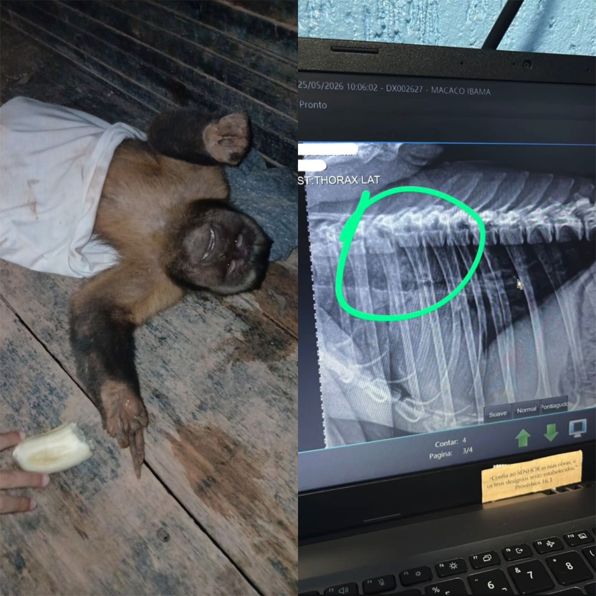 Macaco-Prego Encontra Fim Trágico Após Maus-Tratos em Rondônia
