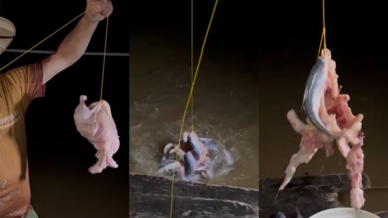 Candiru-açu: O Temido Peixe Carnívoro da Amazônia que Surpreende em Vídeo