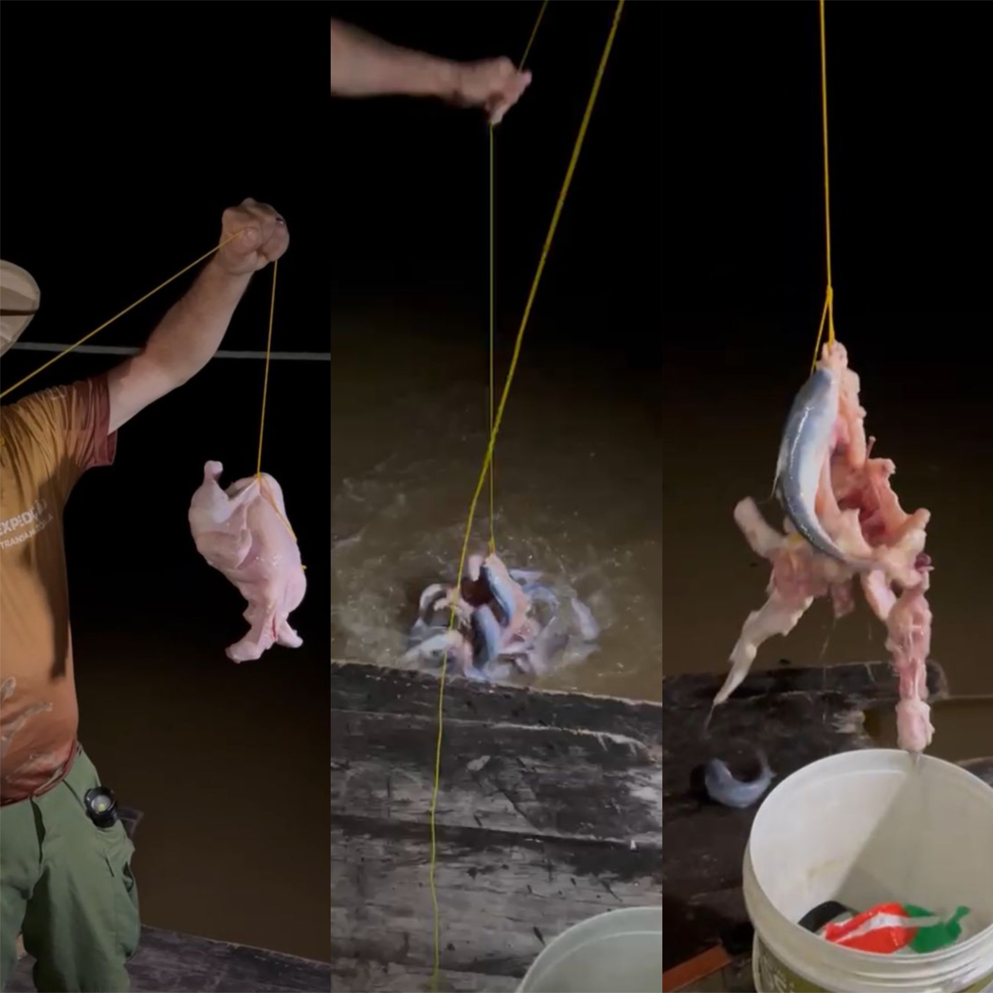 Candiru-açu: O Temido Peixe Carnívoro da Amazônia que Surpreende em Vídeo