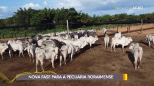 Roraima Estabelece Nova Era na Pecuária com Estação de Pré-Embarque para Gado Vivo
