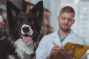 A Importância da Medicina Preventiva Veterinária na Saúde Animal