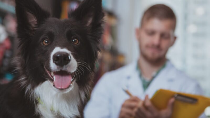 A Importância da Medicina Preventiva Veterinária na Saúde Animal