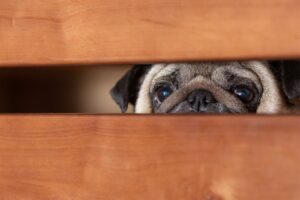 Aumento de Maus-Tratos a Animais por Jovens: Um Alerta Necessário