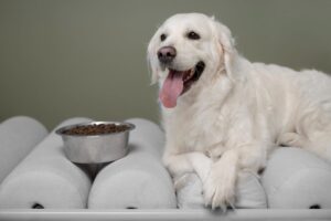 Special Dog Company Expande sua Linha Bionatural Sensitive para Cães Adultos de Médio e Grande Porte