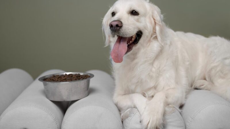 Special Dog Company Expande sua Linha Bionatural Sensitive para Cães Adultos de Médio e Grande Porte