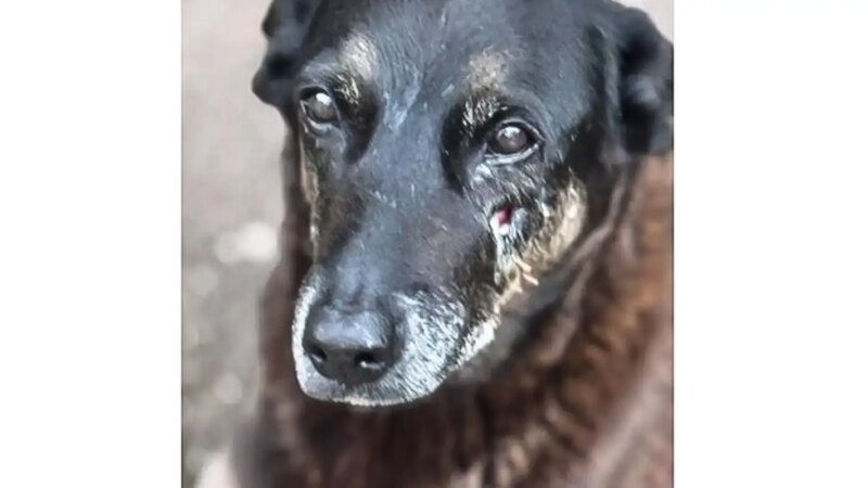 Ministério Público de Santa Catarina Conclui que Cão Orelha Não Foi Morto por Agressão de Adolescentes