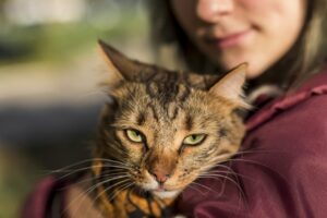 A Influência das Marcas nas Decisões de Compra de Proprietários de Gatos nos EUA