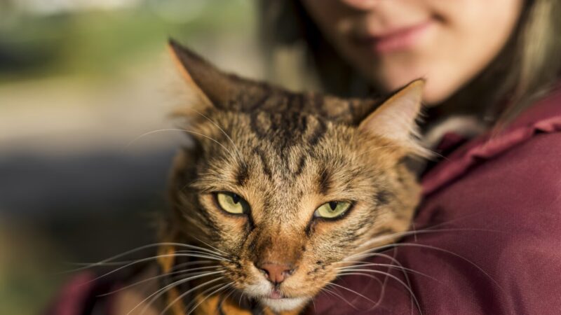 A Influência das Marcas nas Decisões de Compra de Proprietários de Gatos nos EUA