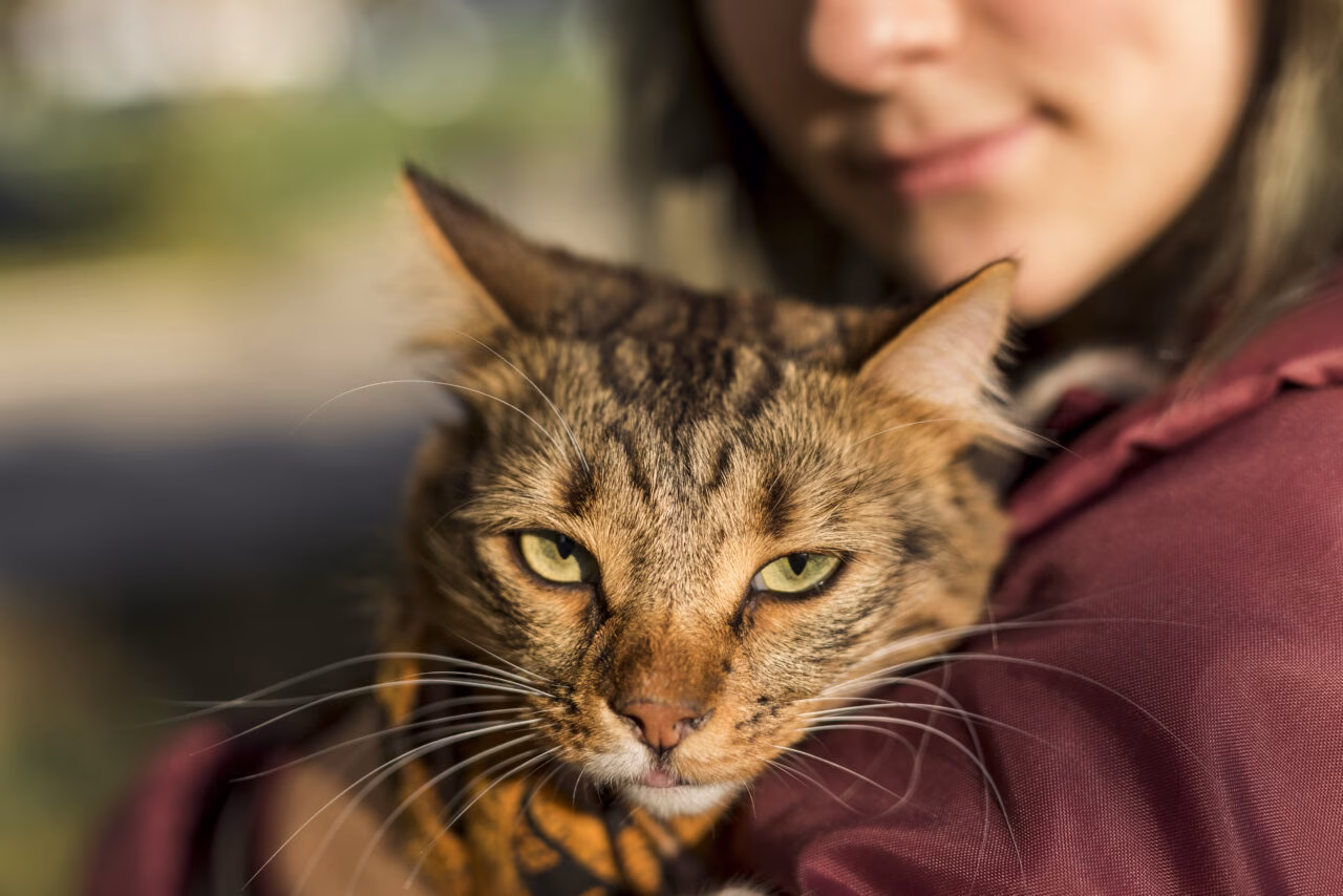 A Influência das Marcas nas Decisões de Compra de Proprietários de Gatos nos EUA