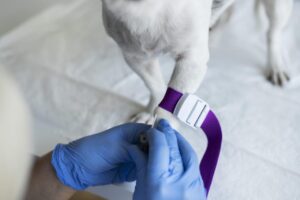 Banco de Microbioma para Pets: Avanços na Pesquisa em Oncologia Veterinária