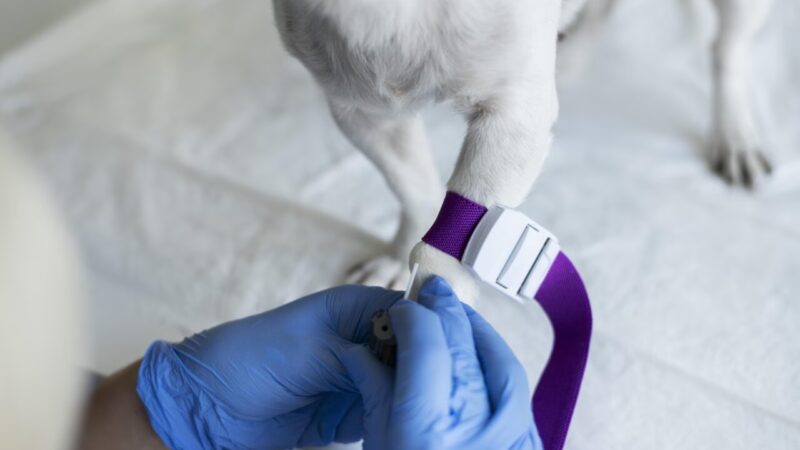 Banco de Microbioma para Pets: Avanços na Pesquisa em Oncologia Veterinária