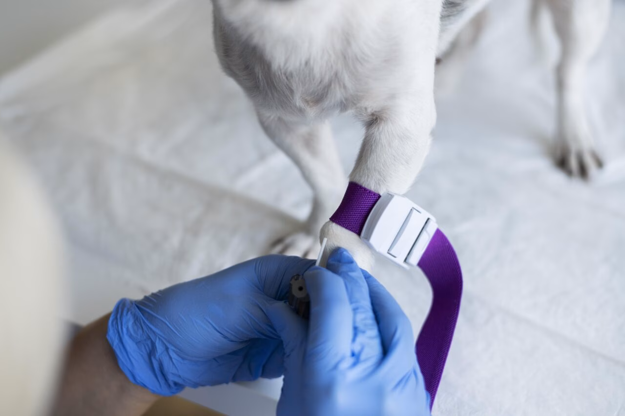 Banco de Microbioma para Pets: Avanços na Pesquisa em Oncologia Veterinária