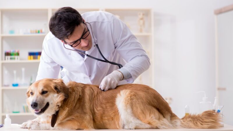 Votação do Piso Salarial dos Médicos-Veterinários é Adiada na Câmara dos Deputados