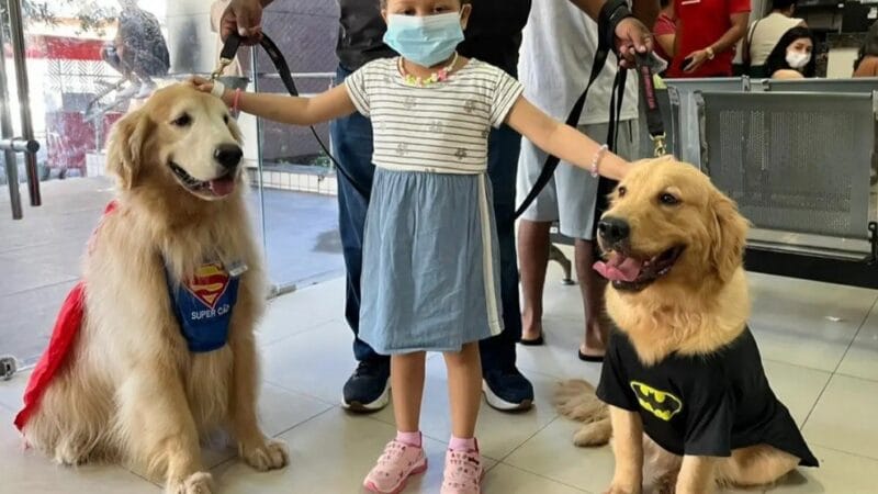 Cães Super-Heróis Transformam a Rotina de Crianças em Tratamento Oncológico em Belém