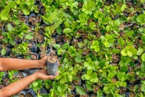 Troca de Materiais Recicláveis por Mudas de Plantas em Boa Vista