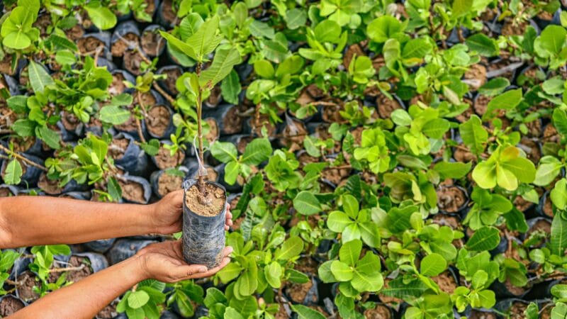 Troca de Materiais Recicláveis por Mudas de Plantas em Boa Vista