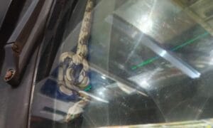 Motorista Descobre Cobra em Painel de Carro em Manaus