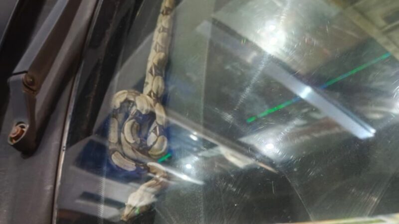 Motorista Descobre Cobra em Painel de Carro em Manaus