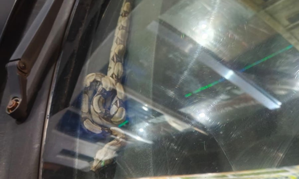 Motorista Descobre Cobra em Painel de Carro em Manaus