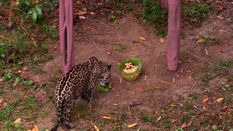 Guardião, a Onça-Pintada Mais Velha do Brasil, Celebra 25 Anos em Grande Estilo