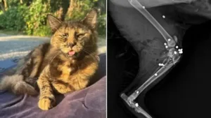 Maus-tratos a Animais: Caso de Gato Morto em Santa Catarina Gera Mobilização