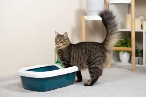 Análise das Fezes de Felinos: Um Reflexo do Comportamento Animal
