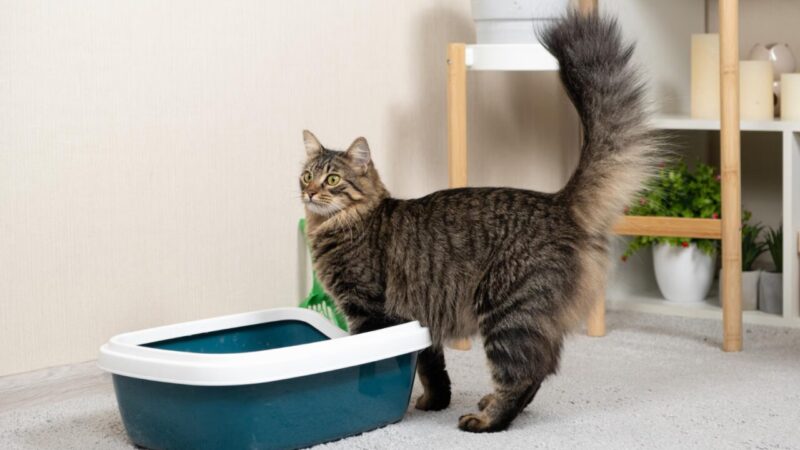Análise das Fezes de Felinos: Um Reflexo do Comportamento Animal