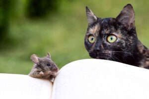 Hantavírus: Riscos e Transmissão para Animais de Estimação