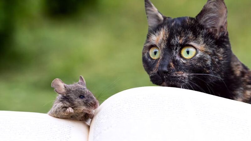 Hantavírus: Riscos e Transmissão para Animais de Estimação