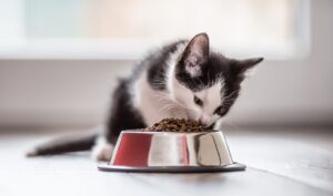 Inovações em Conservação de Alimentos para Pets: Tendências e Tecnologias